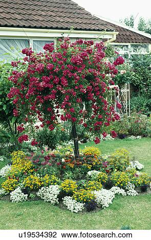 Stock Image - Central bed in Victorian style, standard rose with summer bedding . Fotosearch