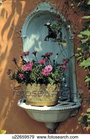 Stock Photo -  Ceramic pot of osteospermumin a wall niche.. Fotosearch
