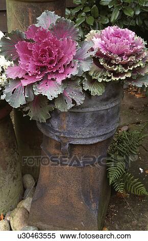 Chimneypot Reclamation Ornamental Cabbage Pink Container