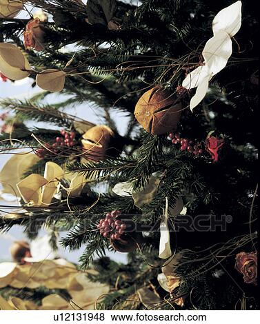 Stock Photo - Christmas Tree Close-Up.. Fotosearch