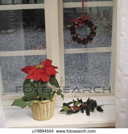christmas, winter, decoration, poinsettia, arrangement, detail View Large Photo Image Picture - christmas, winter, decoration, poinsettia, arrangement, detail. Fotosearch