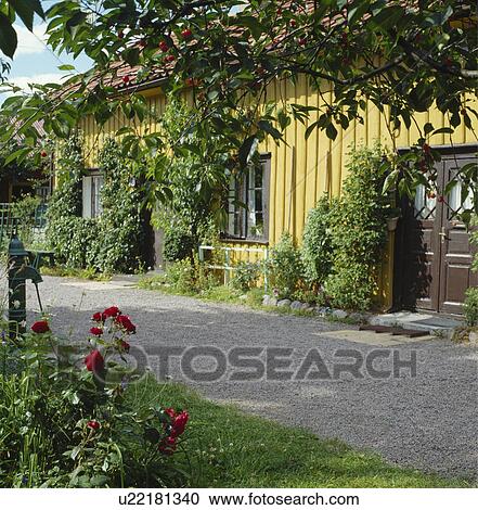 Stock Image - Climbers on single-storey traditional yellow house in the country. Fotosearch