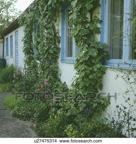 Climbing vitis on blue window of country cottage View Large Photo Image Picture - Climbing vitis on blue window of country cottage. Fotosearch