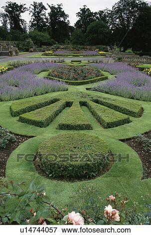Stock Photo - Clipped box and lavender borders in garden at Mellerstain House in the Scottish Borders. Fotosearch