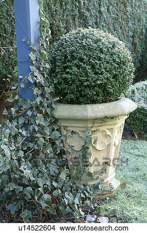 Clipped box in stone pot in country garden in winter View Large Photo Image Picture - Clipped box in stone pot in country garden in winter. Fotosearch