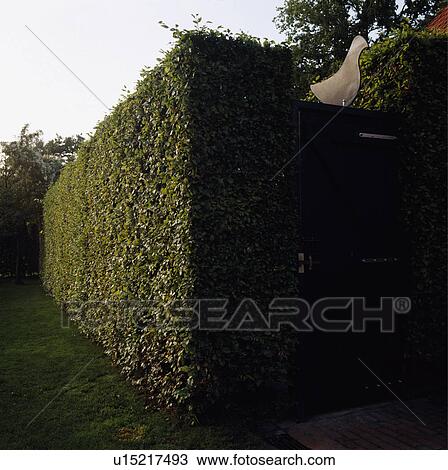 Stock Image - Clipped hedge in large country garden. Fotosearch