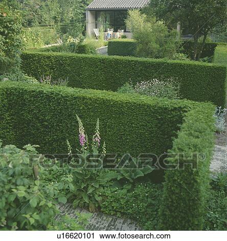 Stock Image - Clipped hedges in formal country garden in summer. Fotosearch