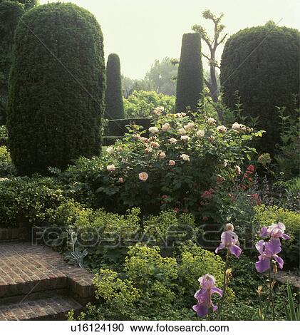 Clipped shrubs and pink roses underplanted with alchemilla mollis in large country garden in summer View Large Photo Image Stock Image - Clipped shrubs and pink roses underplanted with alchemilla mollis in large country garden in summer. Fotosearch