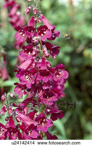 Close of pink penstemon View Large Photo Image Picture - Close of pink penstemon. Fotosearch