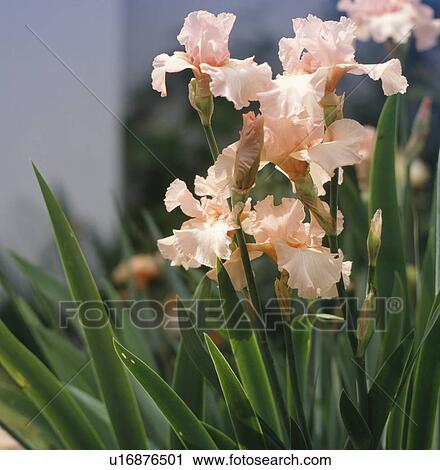 Stock Image - Close up of a clump of peach bearded iris.. Fotosearch