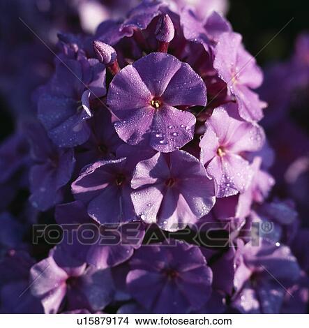 Close up of a phlox after rain. View Large Photo Image Picture - Close up of a phlox after rain.. Fotosearch