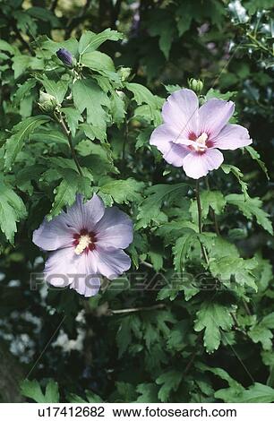 Close up of a purple hibiscus. View Large Photo Image Stock Image - Close up of a purple hibiscus.. Fotosearch