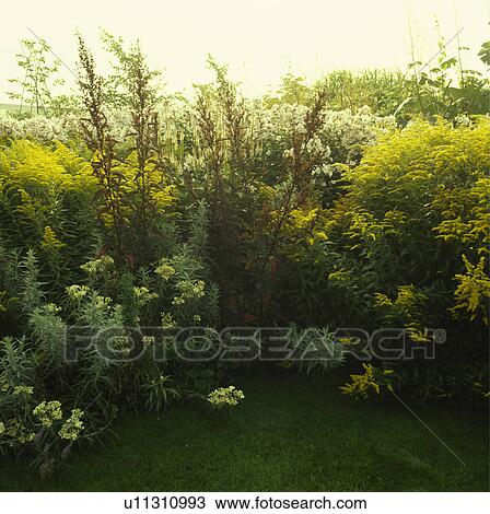 Close up of a section of an autumn perennial border with golden rod and artemisia.. View Large Photo Image Stock Image - Close up of a section of an autumn perennial border with golden rod and artemisia... Fotosearch