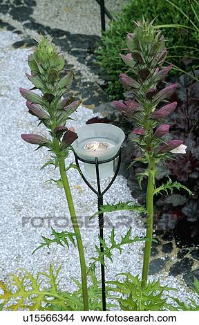 Close-up of acanthus and candleholder View Large Photo Image Picture - Close-up of acanthus and candleholder. Fotosearch