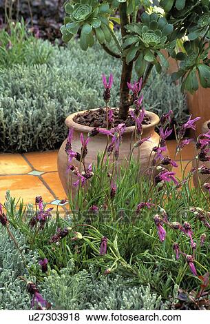 Stock Photo - Close-up of aeonium in terracotta pot above lavandula stoechas. Fotosearch