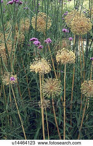 Close-up of allium seedheads with purple verbena bonariensis View Large Photo Image Stock Image - Close-up of allium seedheads with purple verbena bonariensis. Fotosearch