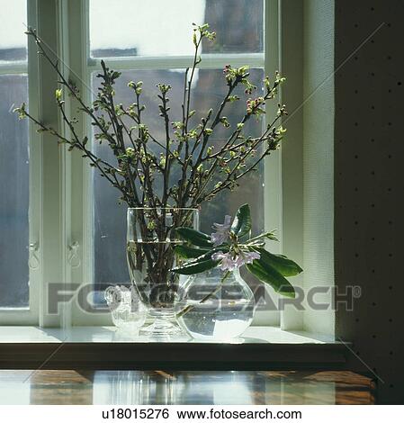Stock Photograph - Close-up of apple-blossom branches in glass vase. Fotosearch