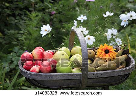 Close up of apples and pears in wooden trug in garden View Large Photo Image Stock Photo - Close up of apples and pears in wooden trug in garden. Fotosearch
