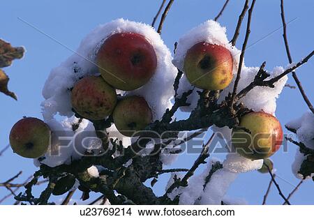 Close-up of apples with snow View Large Photo Image Picture - Close-up of apples with snow. Fotosearch