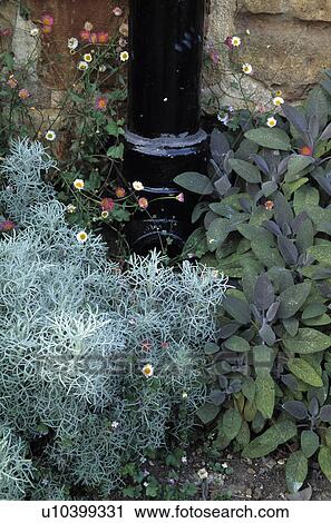 Close-up of artemisia and sage View Large Photo Image Stock Image - Close-up of artemisia and sage. Fotosearch