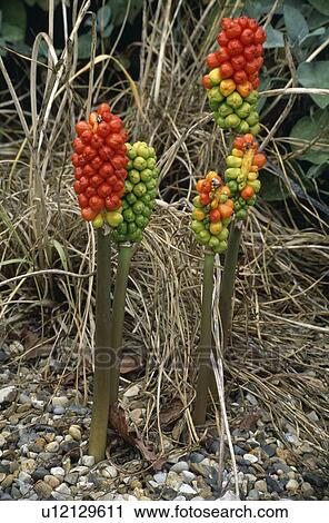 Close-up of Arum Maculatum berries in Autumn View Large Photo Image Stock Image - Close-up of Arum Maculatum berries in Autumn. Fotosearch