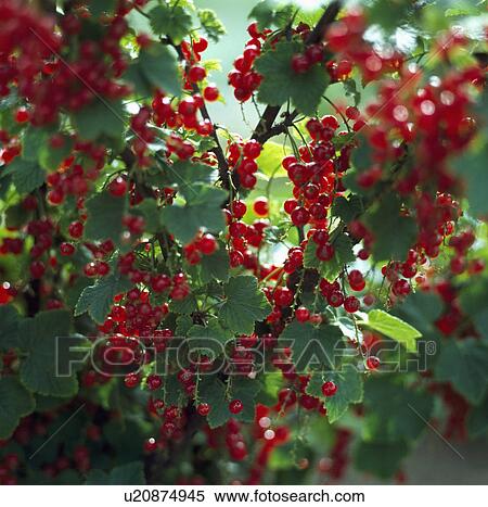 Stock Photography - Close-up of berries of red currant.. Fotosearch