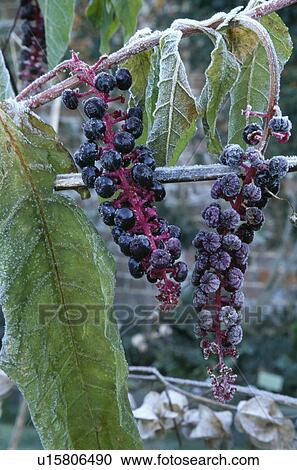 Close-up of berries with frost View Large Photo Image Stock Image - Close-up of berries with frost. Fotosearch