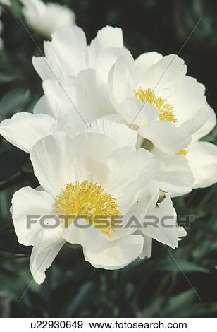Stock Photo -  Close-up of blooms of a white peony.. Fotosearch