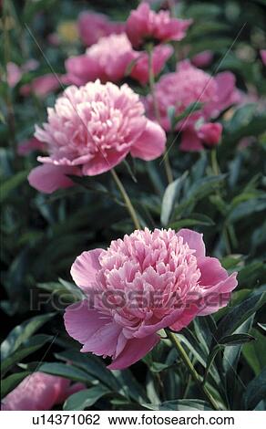 Close-up of blooms of double pink peony View Large Photo Image Stock Image -  Close-up of blooms of double pink peony. Fotosearch
