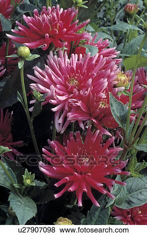 Close -up of blooms of pink castus dahlia View Large Photo Image Stock Photo - Close -up of blooms of pink castus dahlia . Fotosearch