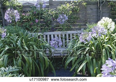 Close-up of blue agapanthus in pots on patio View Large Photo Image Stock Photo - Close-up of blue agapanthus in pots on patio. Fotosearch