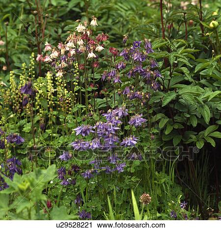 Close-up of blue and pink aquilegia in summer garden border View Large Photo Image Stock Image - Close-up of blue and pink aquilegia in summer garden border. Fotosearch