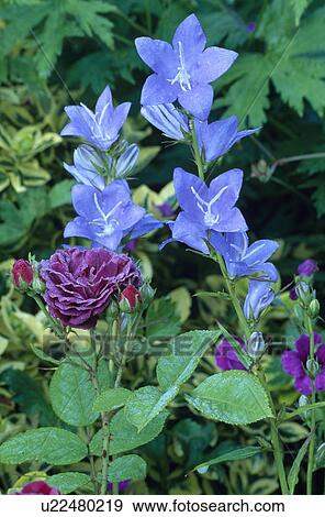 Close-up of blue campanula and purple rose View Large Photo Image Stock Photo - Close-up of blue campanula and purple rose. Fotosearch