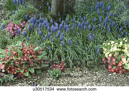 Close up of blue muscari with red and yellow primulas in Spring border View Large Photo Image Picture - Close up of blue muscari with red and yellow primulas in Spring border. Fotosearch