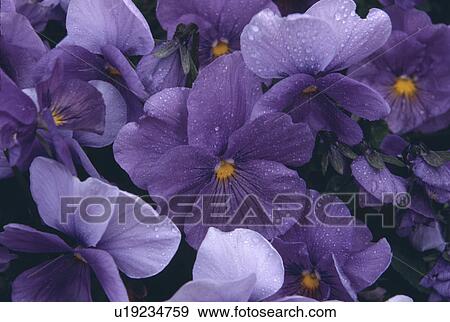 Close-up of blue pansies. View Large Photo Image Stock Photo - Close-up of blue pansies.. Fotosearch