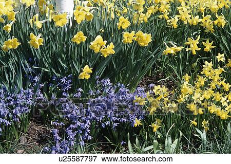 Close up of blue scilla "sibirica" and yellow daffodils View Large Photo Image Stock Photo - Close up of blue scilla "sibirica" and yellow daffodils . Fotosearch