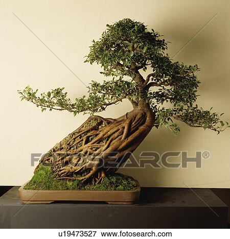 Close-up of bonsai tree View Large Photo Image Stock Photo - Close-up of bonsai tree. Fotosearch