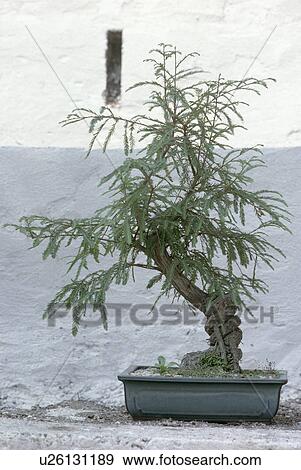Close up of bonsai tree View Large Photo Image Stock Photo - Close up of bonsai tree. Fotosearch