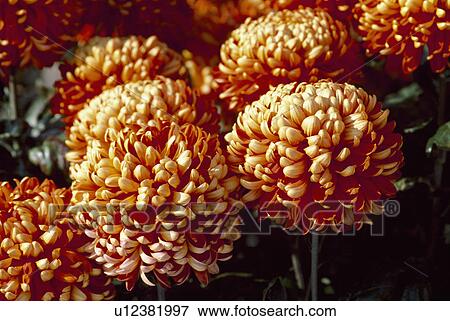Stock Photo - Close up of bronze chrysanthemum "Autumn Days". Fotosearch