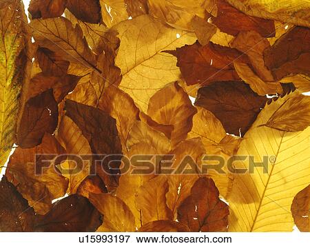 Close up of brown Autumn leaves View Large Photo Image Stock Photo - Close up of brown Autumn leaves. Fotosearch