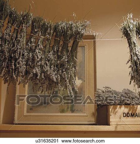 Close-up of bunches of dried lavender View Large Photo Image Stock Image - Close-up of bunches of dried lavender . Fotosearch