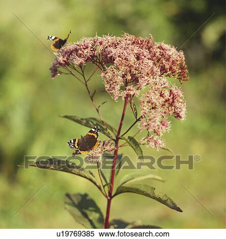 Stock Photography - Close-up of butterflies on eupatorium. Fotosearch