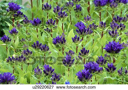 Close-up of campanula View Large Photo Image Stock Photo - Close-up of campanula. Fotosearch