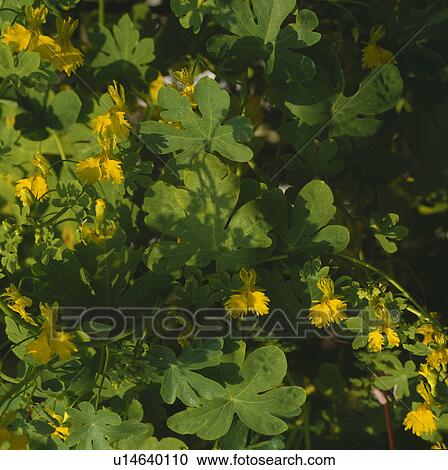Close up of Canary creeper on a sunny wall. View Large Photo Image Stock Image - Close up of Canary creeper on a sunny wall.. Fotosearch