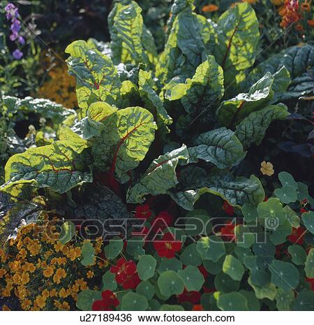Stock Photograph - Close-up of chard with red nasturtiums. Fotosearch