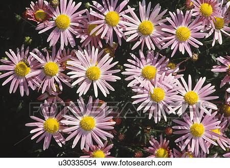 Close up of Chrysanthemum "Ryans Pink" View Large Photo Image Picture - Close up of Chrysanthemum "Ryans Pink". Fotosearch
