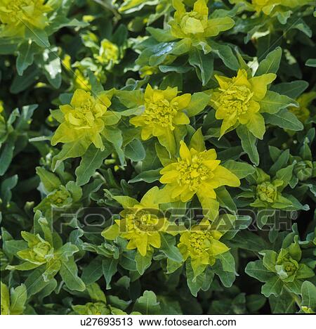 Close up of clump of euphorbia polycroma. View Large Photo Image Stock Image - Close up of clump of euphorbia polycroma.. Fotosearch