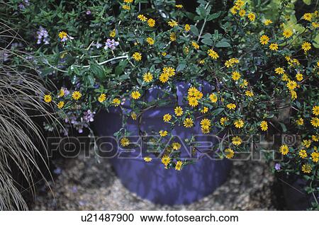 Close-up of colourful summer flowering annuals in pots View Large Photo Image Stock Image - Close-up of colourful summer flowering annuals in pots. Fotosearch