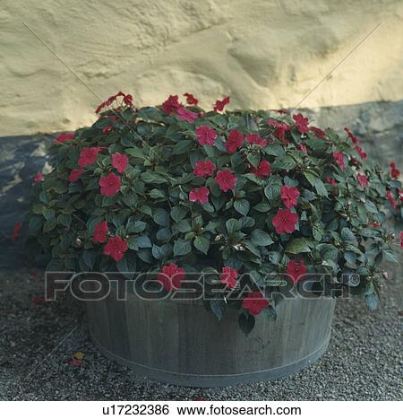 Close-up of colourful summer flowering annuals in pots View Large Photo Image Stock Photograph - Close-up of colourful summer flowering annuals in pots. Fotosearch