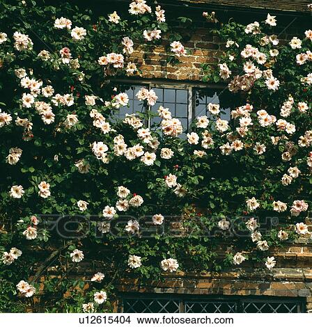 Close-up of cream climbing roses on old brick house View Large Photo Image Picture - Close-up of cream climbing roses on old brick house. Fotosearch
